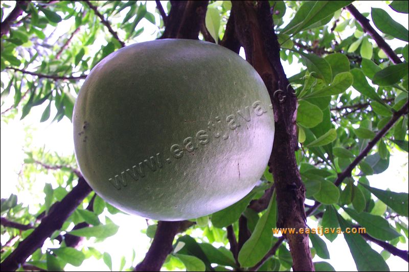 Mojo Fruit : The Legend Fruit Related With Mojopahit History