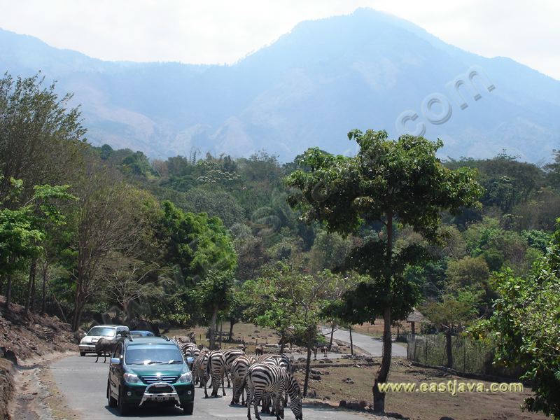 taman_safari_ii_17.jpg