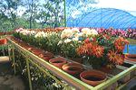 images/gallery/bukit-flora/bukit_flora_04.jpg