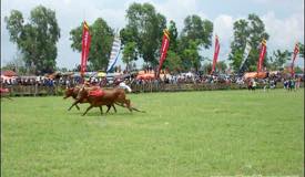 galleries/bullracing/preview/kerapan_sapi_08.jpg