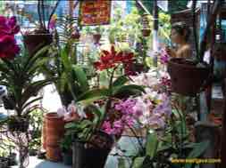 images/gallery/kayoon/kayoon-flower-market-05.jpg