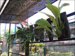 images/gallery/orchid_market/anggrek-market-surabaya-04.jpg