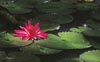 waterlily-s.jpg (40284 bytes)